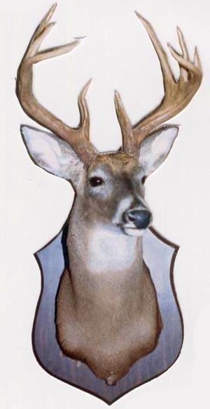 Deer Head Mount >> Deer Head Wall Mounts Shipping Nationwide Deer Head Mount >> Deer Head Wall Mounts Shipping Nationwide
